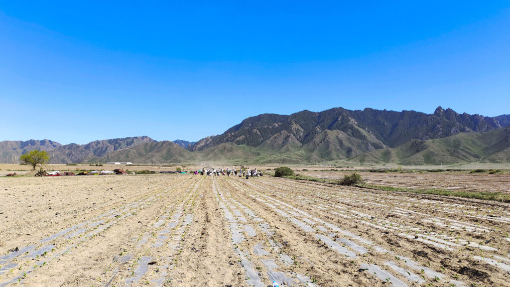走进田园 播种希望|918博天堂物流春种团建活动